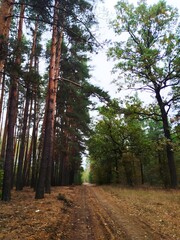 Image of the forest with trees in the background and a path in the middle. Forest with a path in the middle. Image of the forest
