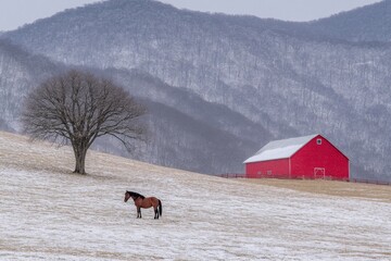 A tranquil rural scene of a horse standing under a tree in a large pasture, with a red barn in the distance