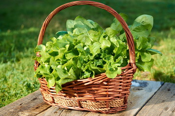 iceberg Lettuce, green leaf lettuce. Salad plant, hydroponic vegetable leaves in the basket. Fresh organic plants grown on a mini farm
