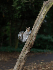 squirrel on a tree