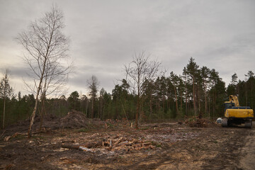 wyrąb lasu  © Marcin Łazarczyk