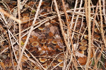 mini foret de champignons