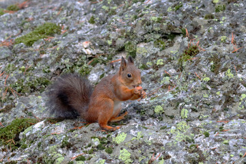 Squirrel