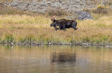 Bull Moose During the Rut in Wyoming in Autumn