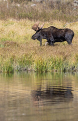 Bull Moose During the Rut in Wyoming in Autumn