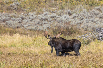 Bull Moose During the Rut in Wyoming in Autumn