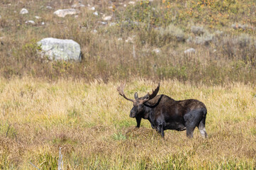 Bull Moose During the Rut in Wyoming in Autumn