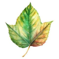  Watercolor Maple Leaf Illustrations & Vector Designs - Nature-Inspired Stock Art