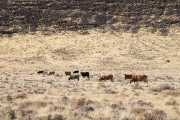 Fototapeta premium Herd of cattle on the northern Nevada open range near the Pyramid Lake Reservation/Fish Springs