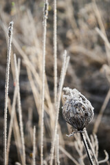 Aminek egipski, Visnaga daucoides Gaertn,zima © Marcin Łazarczyk