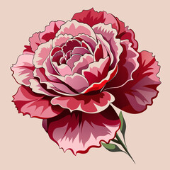 carnation flower illustration cartoon clipart design nature