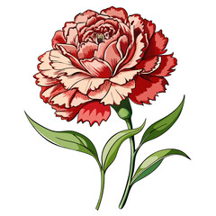 carnation flower illustration cartoon clipart design nature