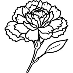 carnation flower illustration cartoon clipart design nature