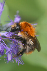 Closeup on a Common European brown-banded bumblebee, Bombus pascuorum on a blue flower