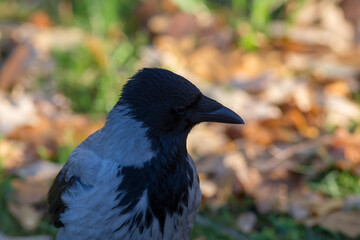 portrait of a crow closeup