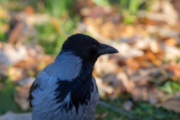 closeup portrait of a crow in autumn