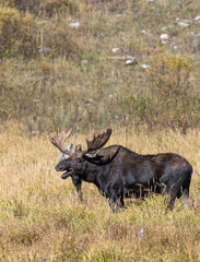 Bull Moose During the Rut in Wyoming in Autumn