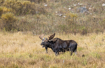 Bull Moose During the Rut in Wyoming in Autumn