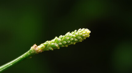 Fototapeta premium Delicate green plant bud emerging against a blurred dark background during springtime