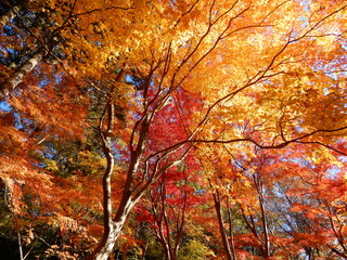 金色のもみじを見上げる