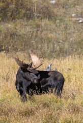 Bull Moose During the Rut in Wyoming in Autumn