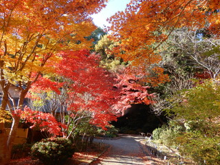 名古屋東山動植物園五色楓