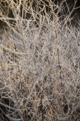 gałęzie drzewa,zima  © Marcin Łazarczyk