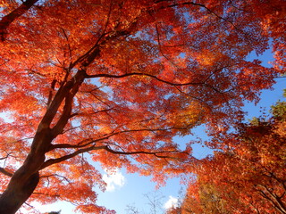 紅葉と青空