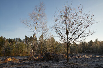 wyrąb drzew  © Marcin Łazarczyk