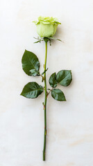 stunning chartreuse green rose with lush green leaves, perfect for floral arrangements and gifts