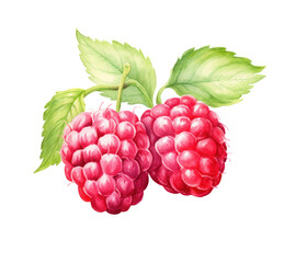 Watercolor raspberry fruit on a transparent background, bright red hues and texture that convey freshness and taste.