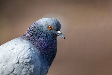 close up of a pigeon