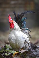 Elegant Rooster in a Farmyard Setting