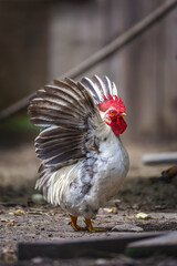 Rooster with Open Wings in Motion