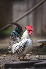 Elegant Rooster in a Farmyard Setting