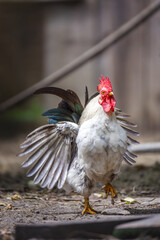 Rooster with Open Wings in Motion