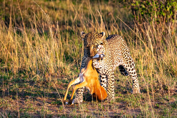 Hunters of savanna. Leopard. Kenya, Africa
