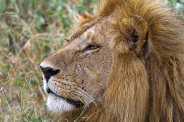 Rest on the grass. Kenya, Africa