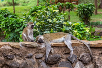 Green monkey with baby resting. Nakuru, Kenya	