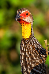 Partridge sings. Tarangire, Tanzanya
