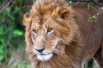 Do not awake to the lion. Masai Mara, Kenya