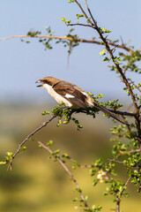 Fiscal shrike bird on the tree. Tangarire, Tanzania, Africa