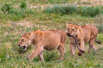  Landscape with lions. Small cub. Serengeti, Tanzanya