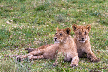  Landscape with lions. Small cub. Serengeti, Tanzanya