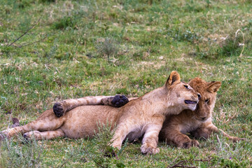  Landscape with lions. Small cub. Serengeti, Tanzanya