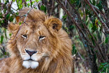 Lion. Asleep king of beasts. Masai Mara, Kenya	