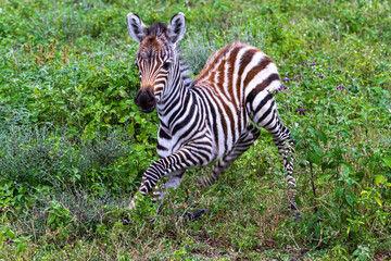 Newborn zebra calf. Tangarire, Tanzania
