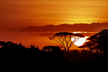 African sunrise with acacia. Amboseli, Kenya	