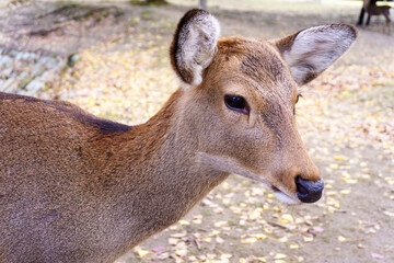 Close-up of deer stands close to the camera with a blurred background in fall foliage or autumn season. Nara Park, japan.