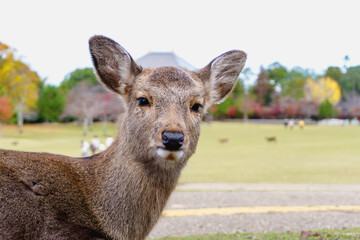 Eye contact with deer stands close to the camera, its ears perked up, with a blurred background in fall foliage or autumn season. Nara Park, japan. Close-up.